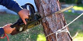 Best Emergency Tree Removal  in Colony Rk, PA
