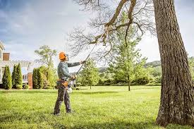 How Our Tree Care Process Works  in  Colony Park, PA