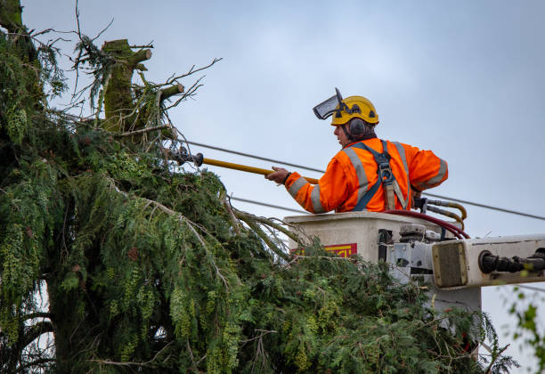 Tree and Shrub Care in Colony Park, PA