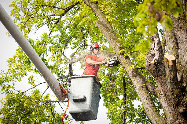 Best Seasonal Cleanup (Spring/Fall)  in Colony Rk, PA