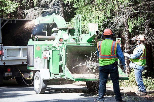 Best Palm Tree Trimming  in Colony Rk, PA