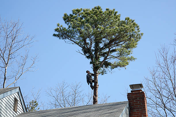 Reliable Colony Park, PA Tree Care Solutions