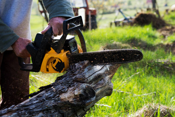 Best Tree Disease Treatment  in Colony Rk, PA